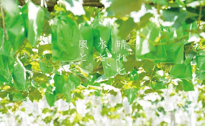 厳選 瀬戸ジャイアンツ 2房 合計1.2kg以上 産地直送 朝採れ ぶどう 葡萄 Kawahara Green Farm 岡山県産 2024年