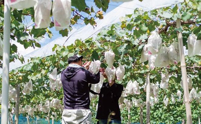 厳選 クイーンニーナ 2房 合計1.0kg以上 産地直送 朝採れ ぶどう 葡萄 Kawahara Green Farm 岡山県産 2024年