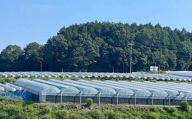 厳選 クイーンニーナ 2房 合計1.0kg以上 産地直送 朝採れ ぶどう 葡萄 Kawahara Green Farm 岡山県産 2024年