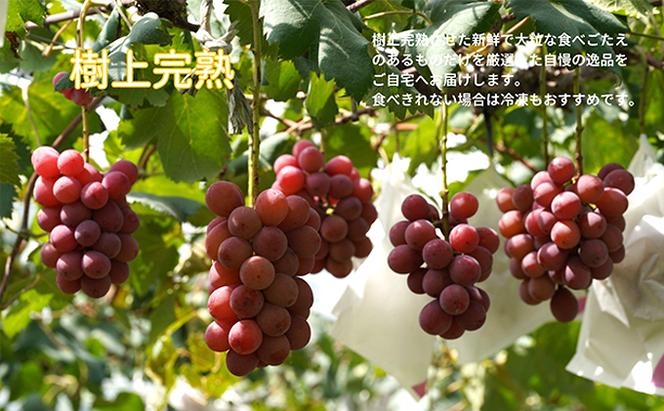 厳選 クイーンニーナ 2房 合計1.0kg以上 産地直送 朝採れ ぶどう 葡萄 Kawahara Green Farm 岡山県産 2024年