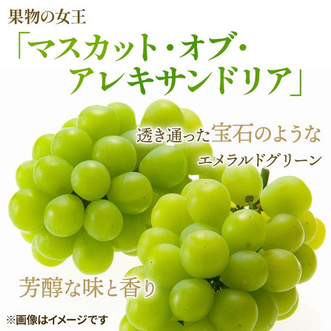 ぶどう 2024年 先行予約 マスカット ・オブ・アレキサンドリア 約600g×1房 ブドウ 葡萄  岡山県産 国産 フルーツ 果物 ギフト