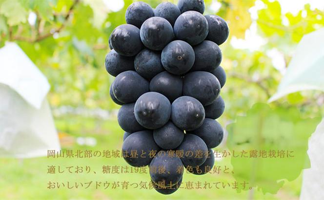 ぶどう 2025年 先行予約 ブラックビート 約600g×1房 ブドウ 葡萄  岡山県産 国産 フルーツ 果物 ギフト