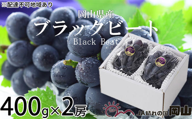 ぶどう 2024年 先行予約 ブラックビート 約400g×2房 ブドウ 葡萄  岡山県産 国産 フルーツ 果物 ギフト