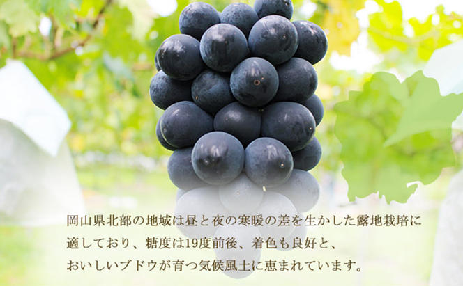 ぶどう 2024年 先行予約 ブラックビート 約700g×1房 ブドウ 葡萄  岡山県産 国産 フルーツ 果物 ギフト