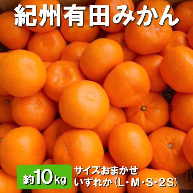 紀州有田みかん　約10kg 　サイズおまかせ　いずれか　(L・М・S・2S)
※離島への配送不可
※2024年11月中旬～2025年1月中旬頃に順次発送予定