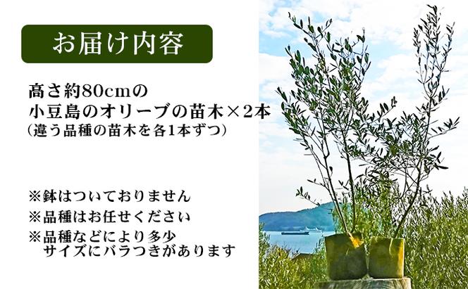 小豆島のオリーブ苗木　2本セット　（特大）