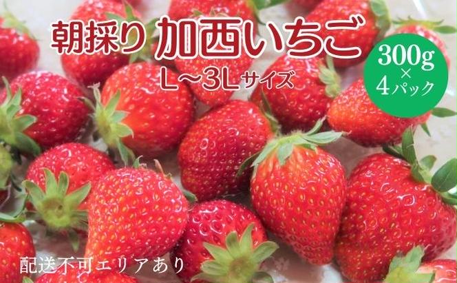 朝どれ いちご 300g 4パック L～3Lサイズ 加西いちご とちおとめ イチゴ 苺 フルーツ 果物 くだもの 季節のフルーツ 旬のフルーツ お届け：2025年1月上旬～2025年2月末