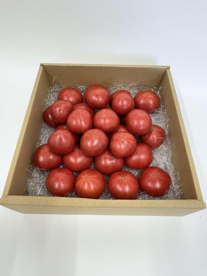 ＜数量限定＞旬の濃旨フルーツトマト2kg 糖度8～10度 大小混合 詰め合わせ フルーツトマト ふるーつとまと とまと トマト 甘い 濃厚 美味しい 箱詰め 大容量 まとめ買い