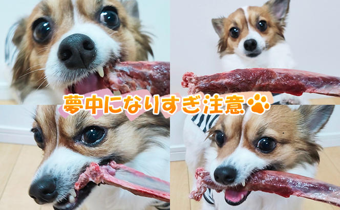 ペット用 鹿 生あばら骨 500g×1 鹿肉 犬 エゾシカ 冷凍 おやつ 歯磨き 無添加 無着色 口臭予防 虫歯予防 ご褒美 