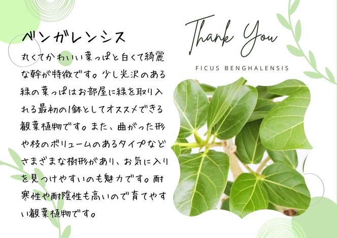 沖縄の観葉植物 人気のフィカス フランスゴム7号 角鉢