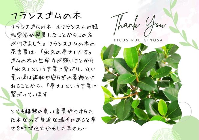 沖縄の観葉植物 人気のフィカス フランスゴム7号 シュエット鉢