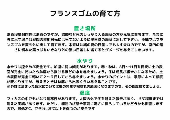 沖縄の観葉植物 人気のフィカス フランスゴム7号 シュエット鉢