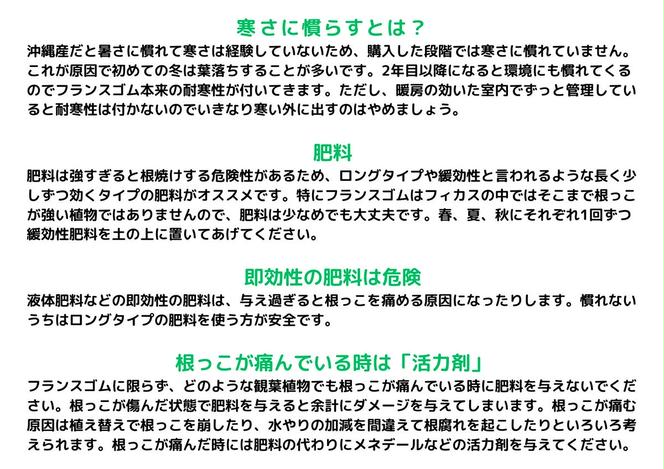 沖縄の観葉植物 人気のフィカス フランスゴム7号 シュエット鉢