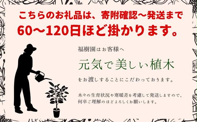 沖縄の観葉植物 人気のフィカス アルテシマ6号 シュエット鉢ポット