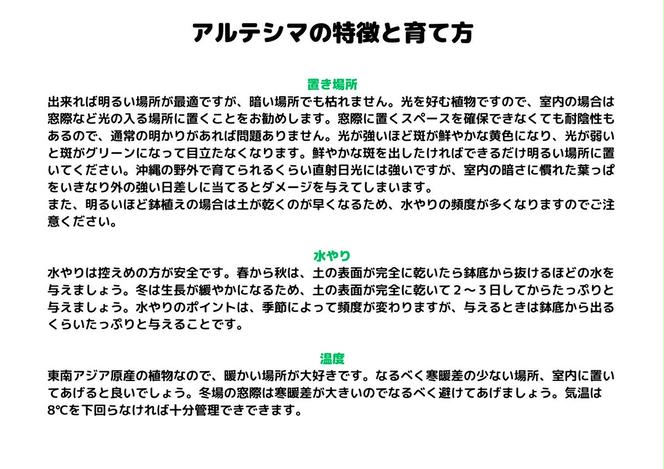 沖縄の観葉植物 人気のフィカス アルテシマ6号 シュエット鉢ポット