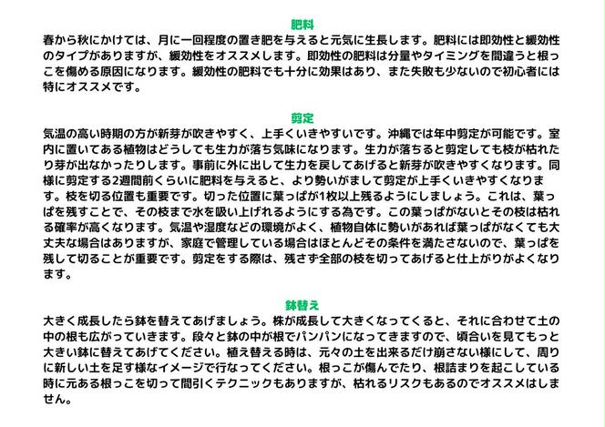 沖縄の観葉植物 人気のフィカス アルテシマ6号 シュエット鉢ポット