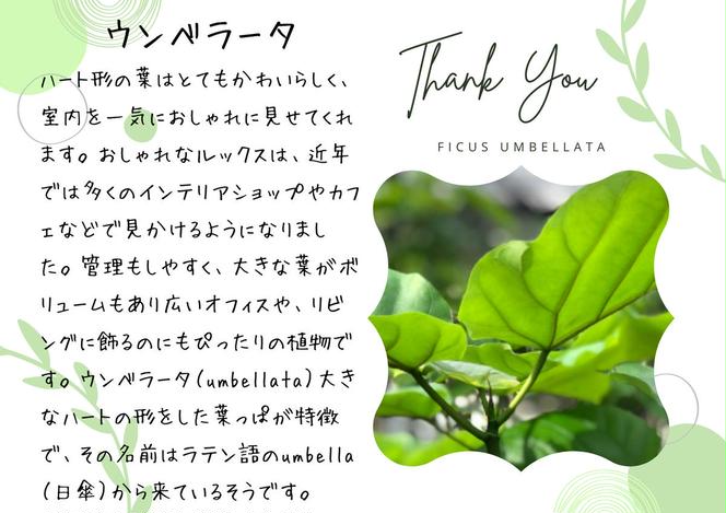 沖縄の観葉植物 人気のフィカス ウンベラータ10号 ラスターポット
