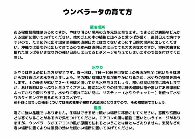 沖縄の観葉植物 人気のフィカス ウンベラータ10号 ラスターポット