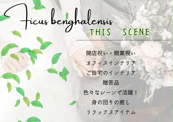 沖縄の観葉植物 人気のフィカス ベンガレンシス7号 角鉢