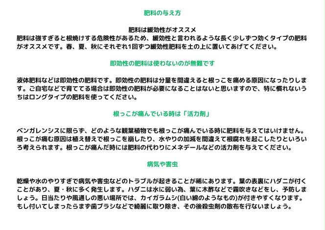 沖縄の観葉植物 人気のフィカス ベンガレンシス10号 シュエット鉢ポット