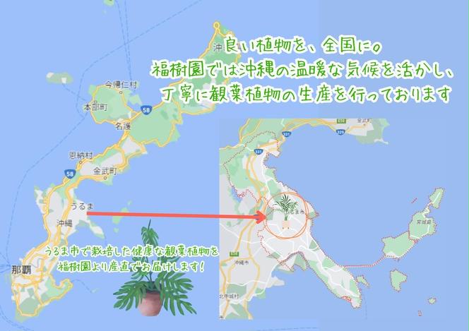 沖縄の観葉植物 人気のフィカス ベンガレンシス6号 ラスターポット