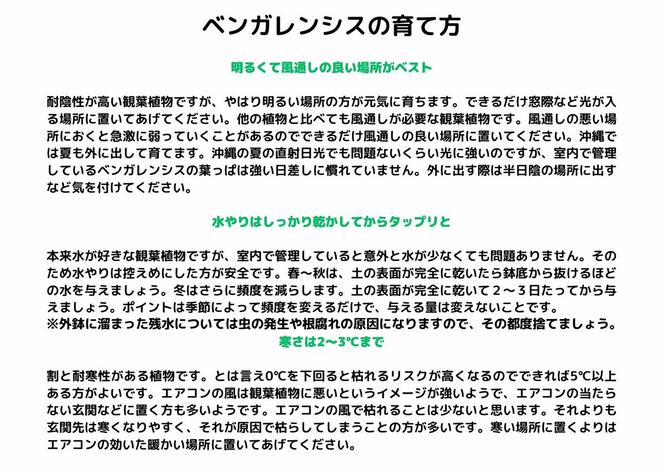 沖縄の観葉植物 人気のフィカス ベンガレンシス8号 シュエット鉢ポット