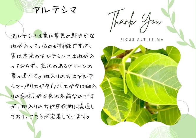 沖縄の観葉植物 人気のフィカス アルテシマ8号 シュエット鉢ポット