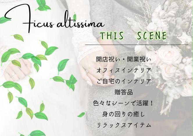 沖縄の観葉植物 人気のフィカス アルテシマ10号 シュエット鉢ポット
