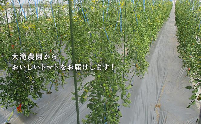 北海道 伊達 大滝農園 ミニトマト 幻の 高糖度 フルーツ ネネ 約6kg トマト フルーツトマト ジューシー 甘い 濃厚