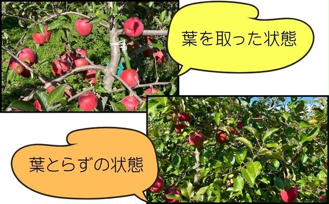 【糖度保証】ヒバリノ園の【紅虎】あどはだり葉とらずサンふじ 約5kg（14～18玉）青森県鰺ヶ沢町産りんご※オンライン決済のみ