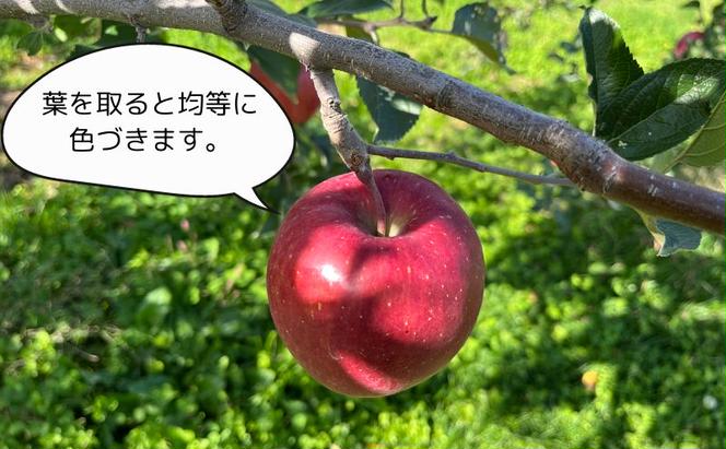 【糖度保証】ヒバリノ園の【紅虎】あどはだり葉とらずサンふじ 約5kg（14～18玉）青森県鰺ヶ沢町産りんご※オンライン決済のみ