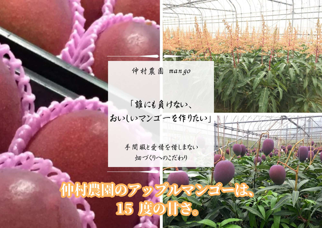 仲村農園の完熟アップルマンゴー約1Kg 【2024年発送】