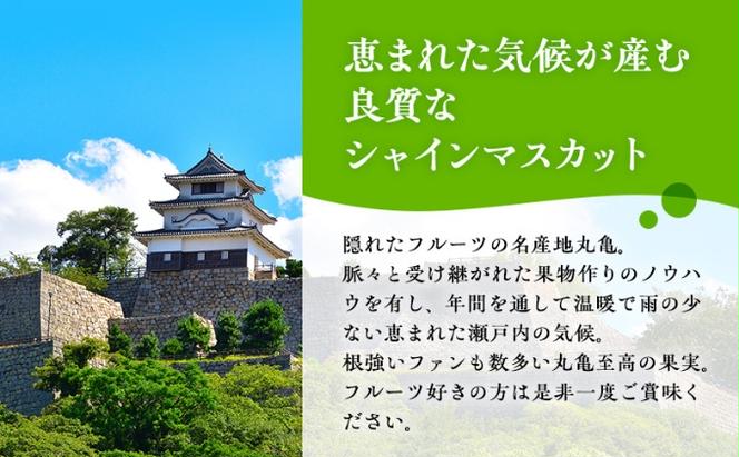 元祖VS新時代！種なし皮ごと人気マスカット『食べ比べセット』瀬戸ジャイアンツ＆シャインマスカット　各1房（各約600g）