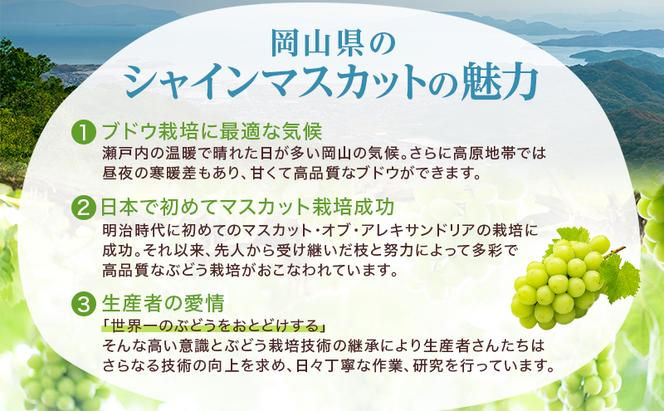 ぶどう 2025年 先行予約 ご家庭用 シャイン マスカット 晴王 3～6房 約1.5kg ブドウ 葡萄  岡山県産 国産 フルーツ 果物