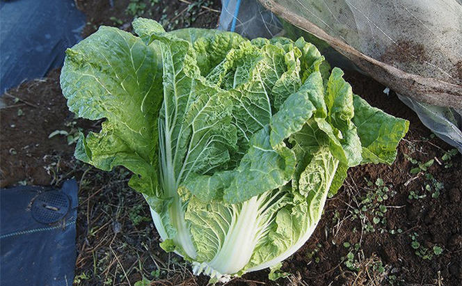 信州高原塩熟野菜（オレンジクイン）約10kg 4玉