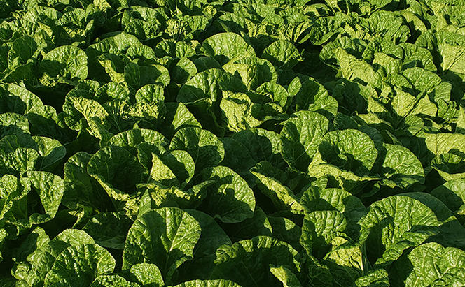 信州高原塩熟野菜（オレンジクイン）約10kg 4玉