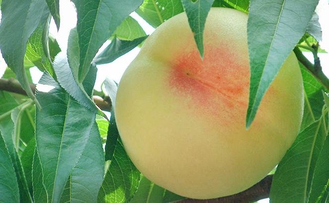桃 2024年 先行予約 岡山の 白桃（晩生種）約800g 3玉 もも 岡山県 赤磐市産 フルーツ 果物 あかいわファーマーズガーデン