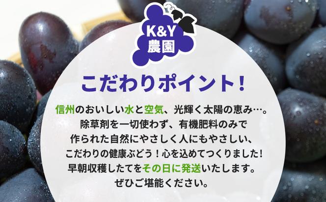 ナガノパープル 約2kg 3～4房 長野 坂城町産 ぶどう K＆Y農園 ブドウ フルーツ 果物