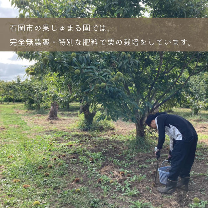 【先行予約】【2025年9月より順次発送】石岡鶴沼の生栗  ３kg（茨城県共通返礼品・石岡市産）(ER-3-1)