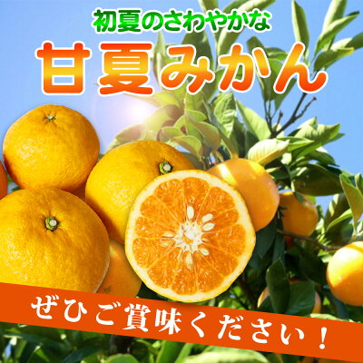 G7075_【先行予約】湯浅産 初夏の柑橘 甘夏みかん 7kg