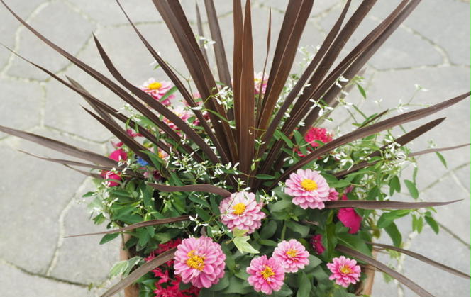 寄せ植え 鉢植え コルジリネと季節のお花 配送不可 北海道 沖縄 離島