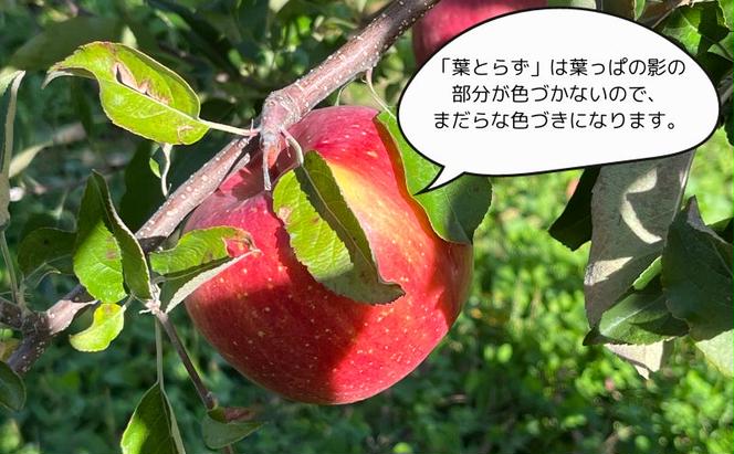 【糖度保証】ヒバリノ園の【紅虎】あどはだり葉とらずサンふじ 約5kg（14～18玉）青森県鰺ヶ沢町産りんご※オンライン決済のみ