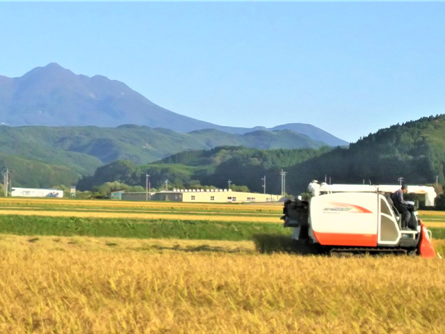 米 令和6年産 はれわたり 白米 15kg 1袋 精米 こめ お米 おこめ コメ ご飯 ごはん 特A 特A米 令和6年 山下農園 青森 青森県