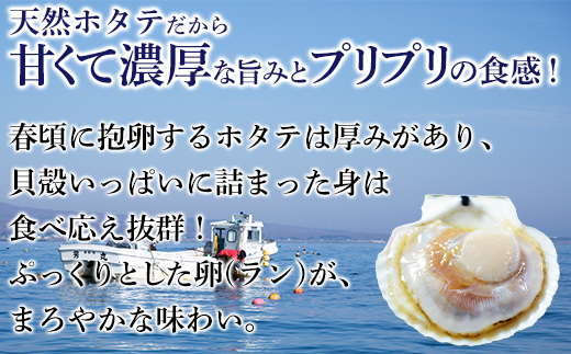 【緊急支援品】北海道噴火湾産 特大 天然ほたて片貝 8枚 事業者支援 中国禁輸措置