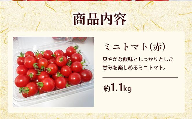 【栽培期間中 農薬不使用 】 北海道 滝川市 産 ミニトマト 約1.1kg& ズッキーニ 5本セット トマト 野菜 やさい みにとまと ずっきーに セット 詰め合わせ 詰合せ