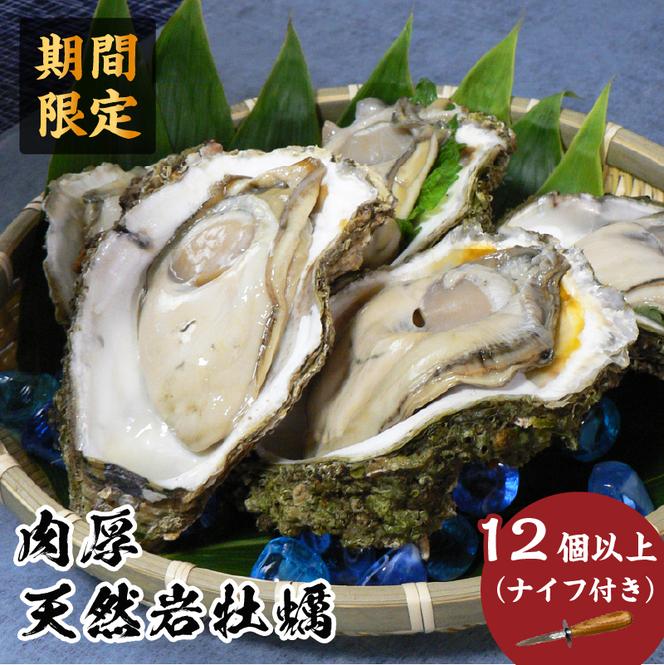 先行予約 秋田の肉厚な天然岩牡蠣（岩ガキ 12個以上）※ナイフ付き かき カキ 秋田県 にかほ市産 天然 岩牡蠣  殻付 牡蠣 海産物 魚介類 海鮮