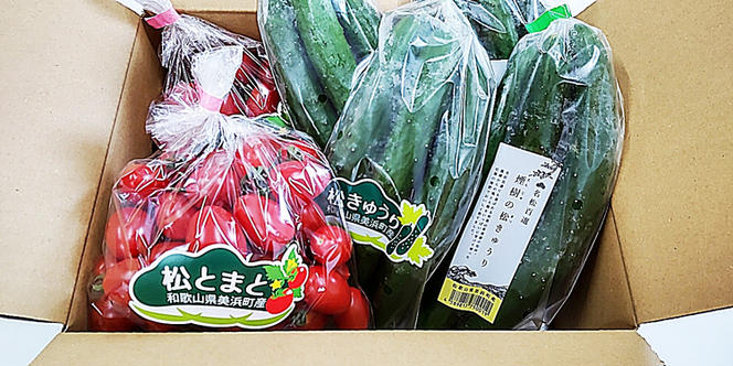【煙樹の松野菜ブランド】
松とまと（アイコ）松きゅうりセット ※2024年11月中旬～2025年6月上旬頃に順次発送予定