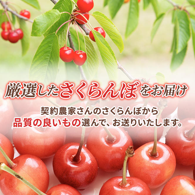 先行予約 北海道 仁木町産 さくらんぼ 約2kg 2Lサイズ 仁木ファーム 果実