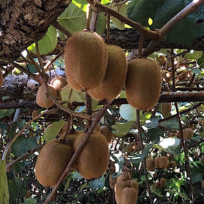 和歌山産 キウイフルーツ 約1.2kg 秀品 ※2026年1月下旬～3月中旬頃に順次発送予定 ※北海道・沖縄・離島への配送不可