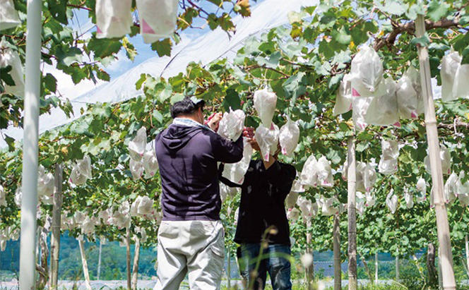 厳選 ニューピオーネ 2房 合計1.0kg以上 産地直送 朝採れ ぶどう 葡萄 Kawahara Green Farm 岡山県産 2024年